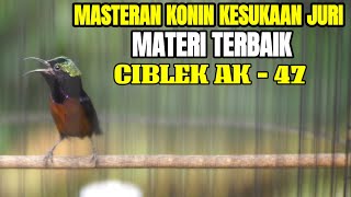 MASTERAN KOLIBRI NINJA FULL TEMBAKAN CIBLEK AK 47