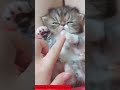 One of the cutest cats   Funny animals of 2022   #shorts  #viral