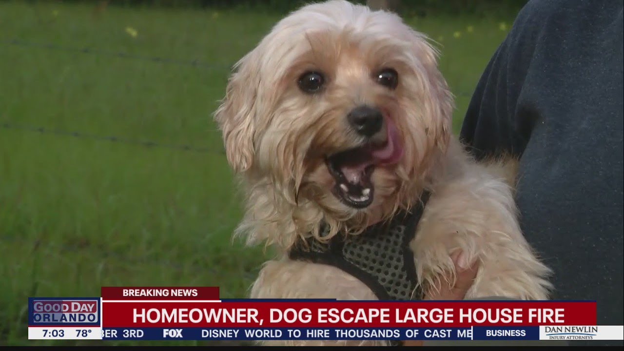 Dog wakes up homeowner as fire tears through Orange County home - YouTube