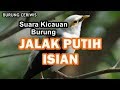 Suara Kicauan Burung Jalak Putih, Jalak Bodas Full Isian Mantap Buat Masterean