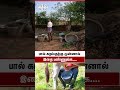 "பால் கறப்பதற்கு முன்னால் இதை கண்டிப்பா பண்ணுங்க! 🐄🥛😲" #shortsvideo #shortsviral #villagelife
