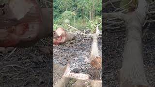 Download Lagu tebang pohon secara bersama #chainsaw #technology #sensomini #yamamaxpro #tebang MP3 Download Lagu tebang pohon secara bersama #chainsaw #technology #sensomini #yamamaxpro #tebang MP3