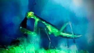 Baby Praying Mantis Mukbang Tease Flea Feast