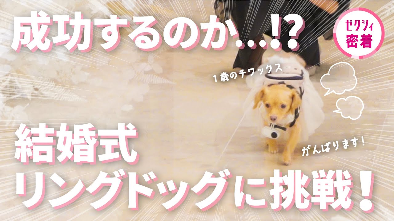 結婚式】チワックス1歳🐾おてんばワンちゃんがリングドッグに