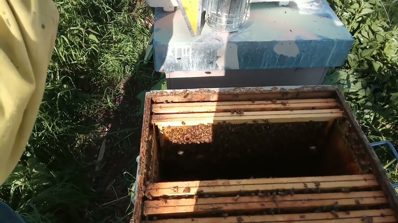 تقسيم خلايا النحل بدون ملكة 👈 تقسيم الخلايا على بيت ملكي تاريخ 10_3_2024