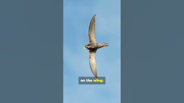 Swifts: The Birds That Never Land! (You Won’t Believe Why)