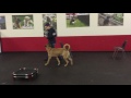 1 Year Old People and Dog Aggressive Dog Learns to Trust 1 Year Old People and Dog Aggressive Dog Learns to Trust