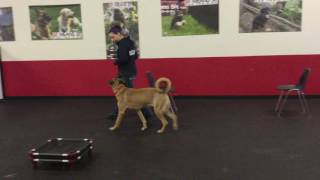 1 Year Old People and Dog Aggressive Dog Learns to Trust