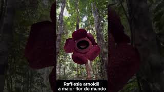 A maior flor do mundo 😱#natureza #flor #incrível