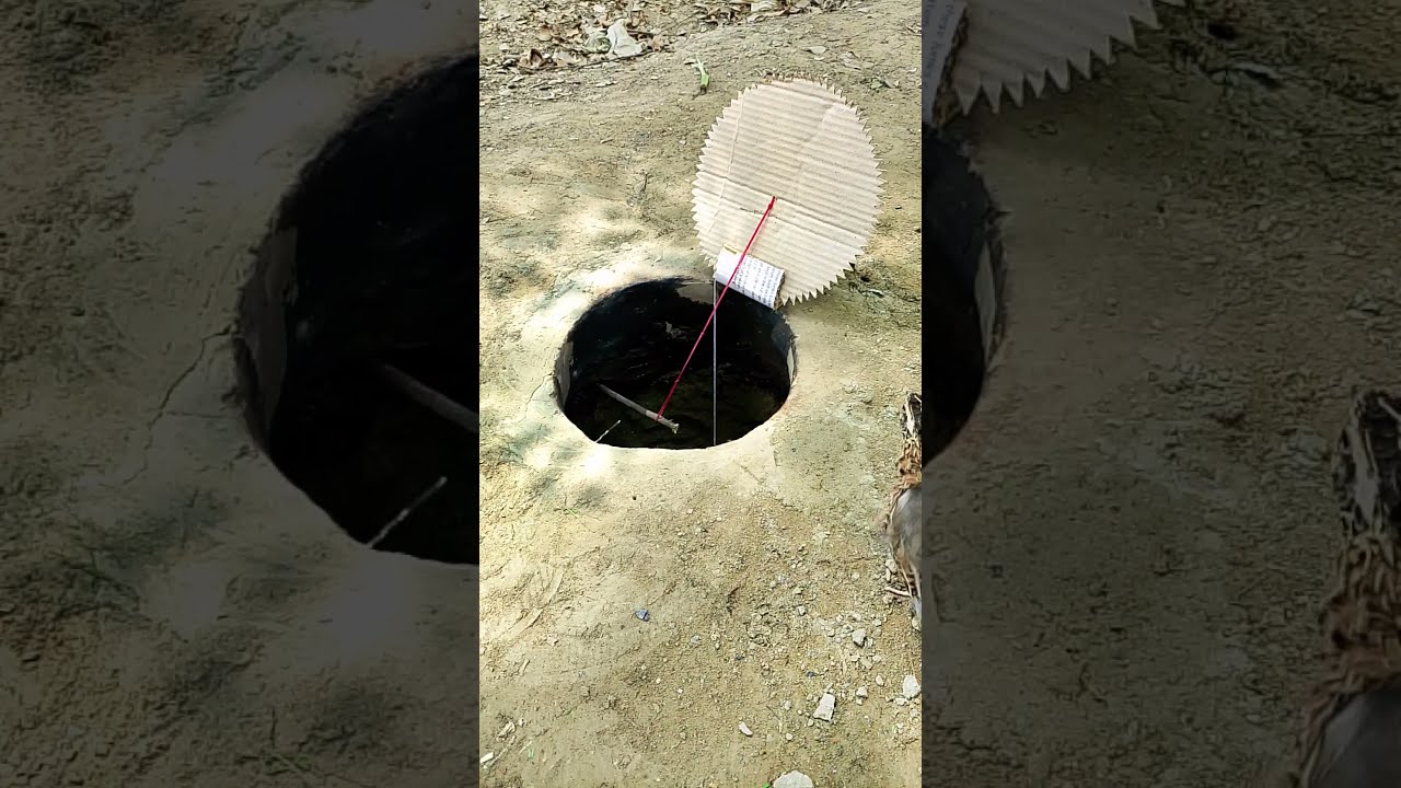 Quail Trap Inside A Pit Short Alltraps1 2m