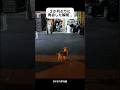 【犬友】引っ越し後初の再会