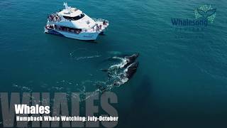 Whale Watch Extended Morning Cruise