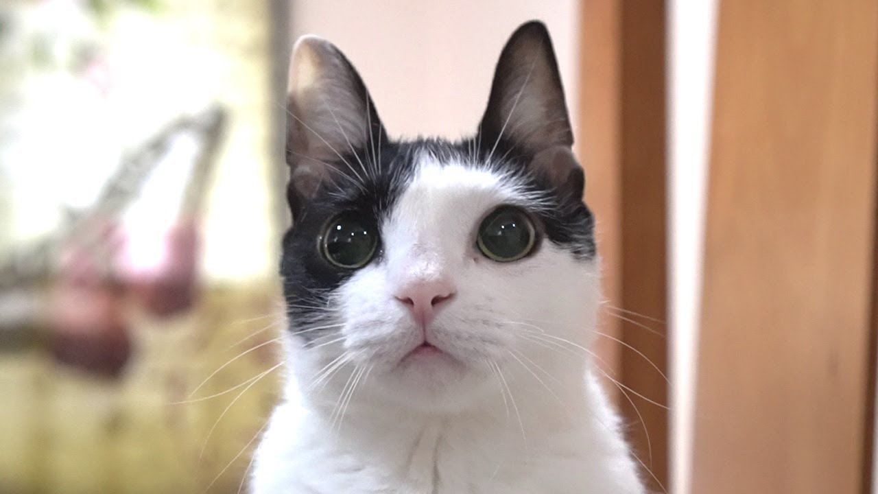 鳴き声が可愛すぎる野良猫と凶暴化する激おこ喋る猫 - YouTube