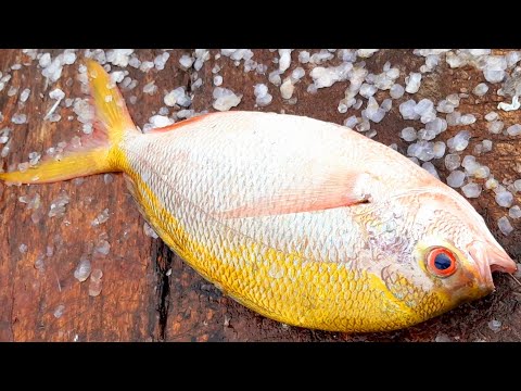 SNAPPER FISH CUTTING SKILL | පානත්තා