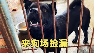 Large dog farm clearance  puppies for sale at low prices  check for bargains [L. Feng]