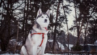 A Culinary Journey Making Treats for Siberian Huskies by USA Pup Patrol 2 views 4 weeks ago 4 minutes, 24 seconds