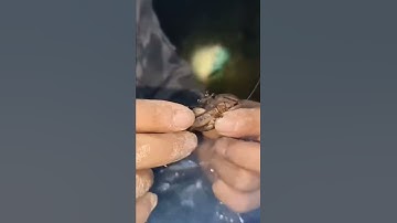 Tôm rừng đặc sản của người xứ lạng