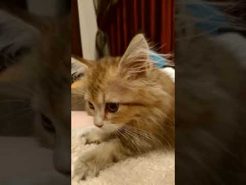 岩瀬典子ブリーダーからお迎えしたミヌエット：レグくん