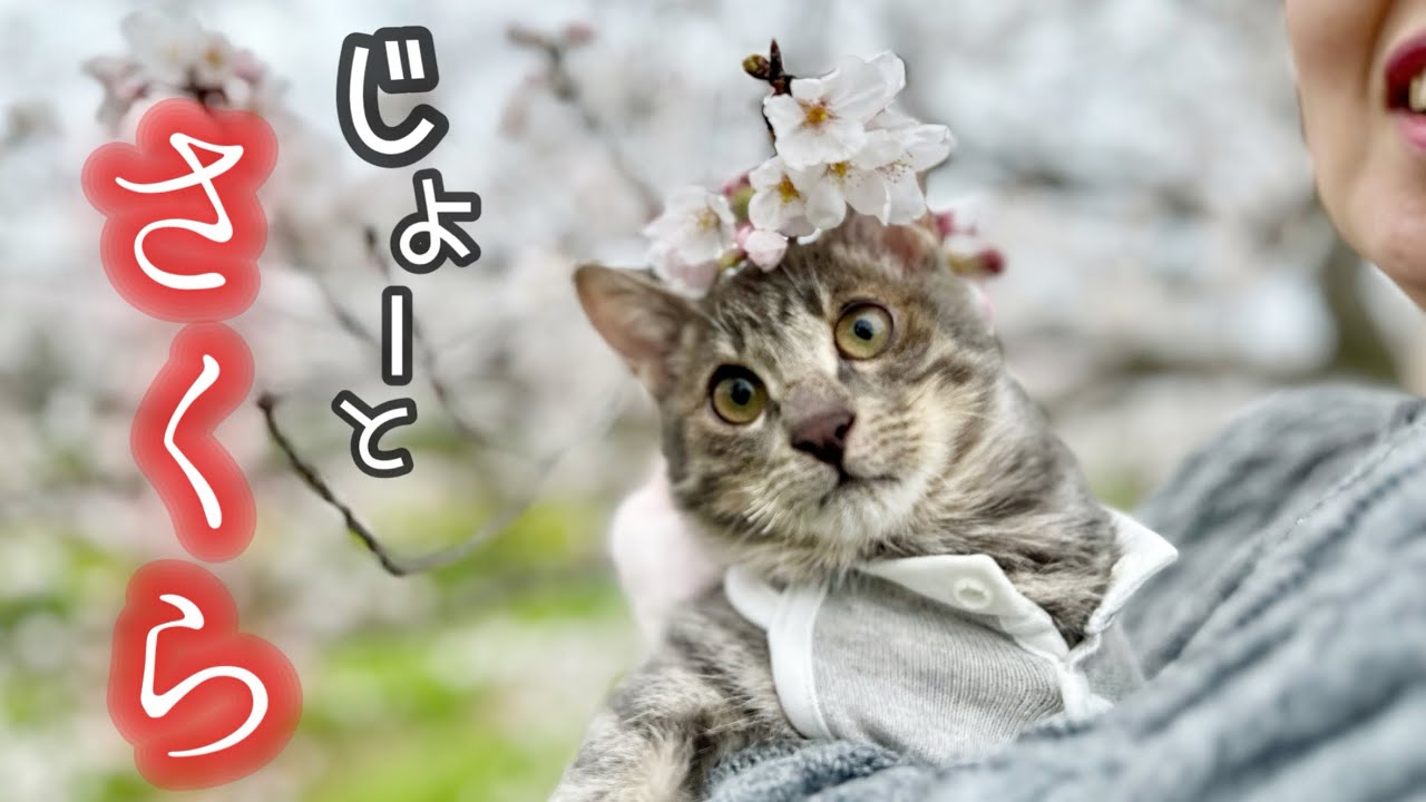 春】ジョーとお花見して来ました。「いつか歩けますように🌸」 - YouTube