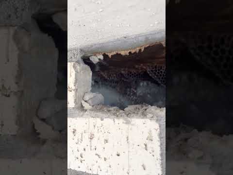 Keith’s Bee Service video still — Bees at the Top of a 13-Floor Building in Downtown Austin