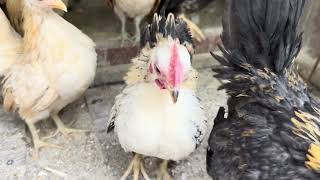 Famous World’s Smallest Chicken Breed: MICRO SERAMA ROOSTER Profile