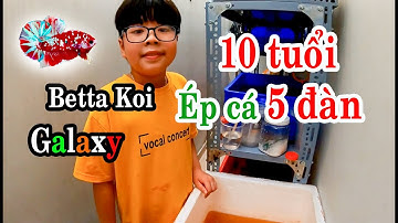 Siêu Nhí Betta 10 tuổi đã ép được 5 đàn cá betta và tham quan kỹ thuật nuôi ép , cảng cá betta