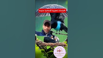 #birds #nature #duet #cute #love #shortvideo #shortvideos #motivation #egzonibrahimi #سورة_الإخلاص