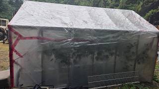 OUTDOOR CANNABIS GREENHOUSE GROW UPDATE. OCTOBER 18TH