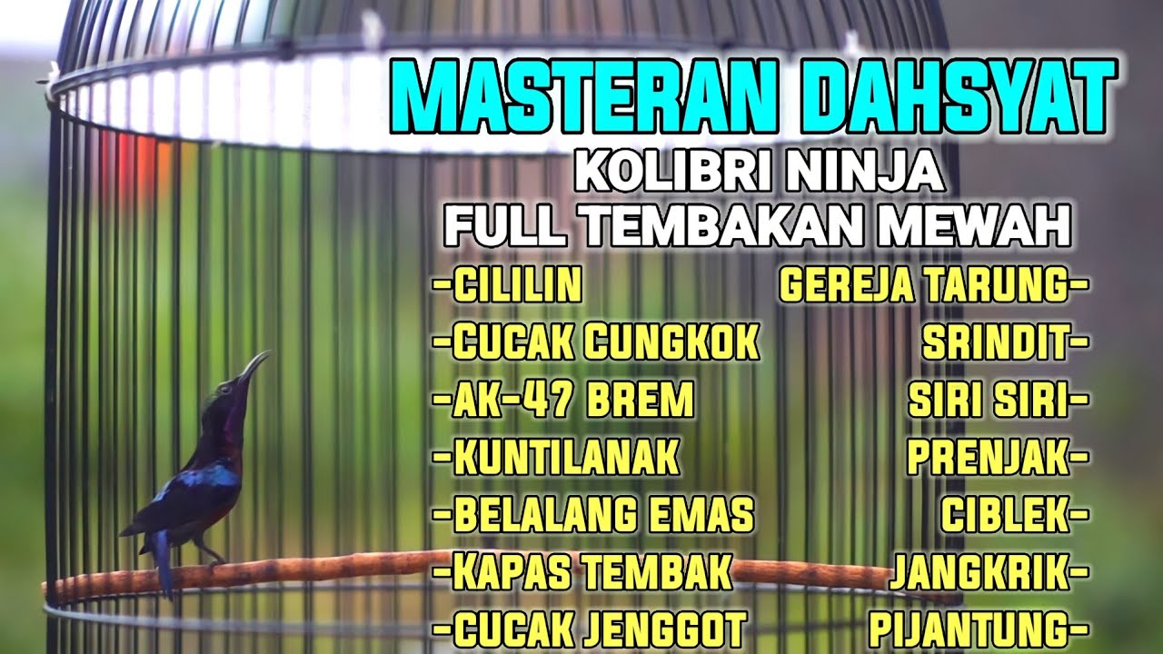 MASTERAN DAHSYAT KOLIBRI NINJA TERBAIK FULL MATERI TEMBAKAN  COCOK BUAT PANCINGAN AGAR CEPAT GACOR