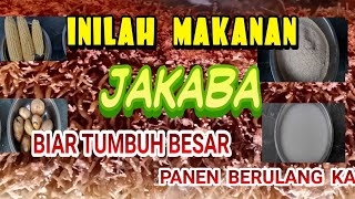 MAKANAN JAKABA   BIAR TUMBUH BESAR DAN BISA PANEN BERKALI KALI