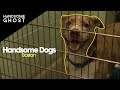 Handsome Dogs | Handsome Ghost Visit Buddy Dog Humane Society in Massachusetts