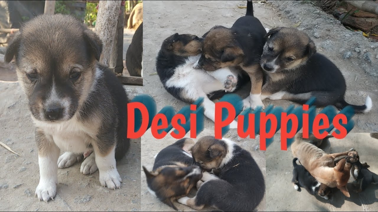 Desi Dog Puppies Puppies Life Cute puppies YouTube