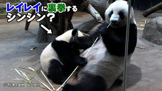 上野動物園パンダ、シンシン＆レイレイが親子で笹の奪い合い！？双子パンダはリンゴを初めて食べる