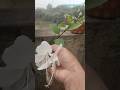 #shorts #shortsfeed #flowers #nature #hibiscus #love #shortvideos