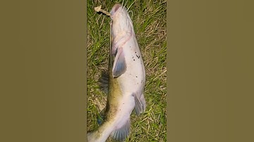mancing ikan baung brantas #fishing #mancing #mancingmantap #mancingceria #fypシ #fish