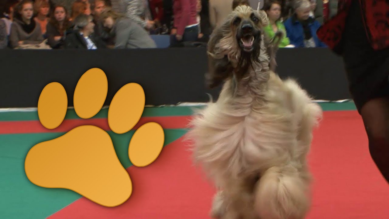 Amsterdam Winner 2013 Group 10, Sighthounds