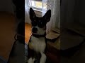 Dodger the wonder dog.