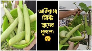 কিভাবে অর্গানিক ধুন্দল চাষ করে প্রচুর ফলন পাবেন ।। Grow Now