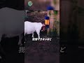 ヤギが火に飛び込む…その意外すぎる理由