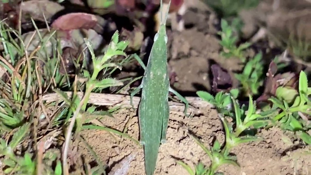 Something like grass or stick 🍀🌱⛰️