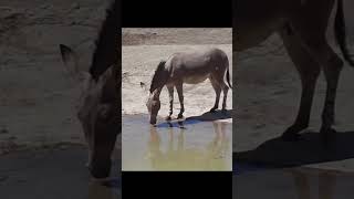 burro de somalia