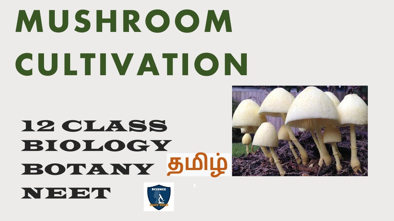 Mushroom Cultivation in Tamil  |Entrepreneurial Botany in Plants I  Botany | Class 12 | TNSCERT