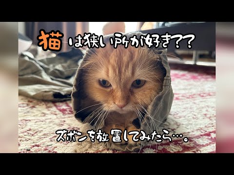 ひとつ房 - アニマルシリーズ 狭いとこ大好き猫　ミケ hqdefault.jpg