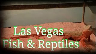 Local reptile store part two, Las Vegas Fish&Reptiles