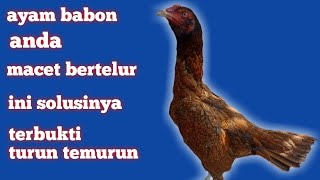 cara mengatasi ayam babon macet bertelur