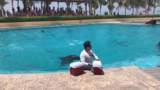 Dolphins Show at Barcelo Maya Resort, Mexico