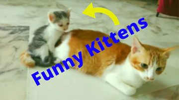 download funny kittens fight over milk mp4 - mp3 download funny kittens fight over milk mp4 - mp3