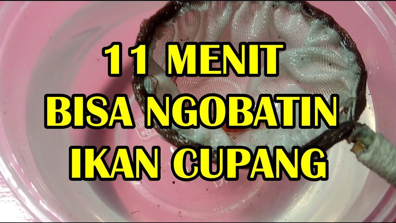 CARA MENGOBATI IKAN CUPANG YANG SEDANG SAKIT (KENA JAMUR) 