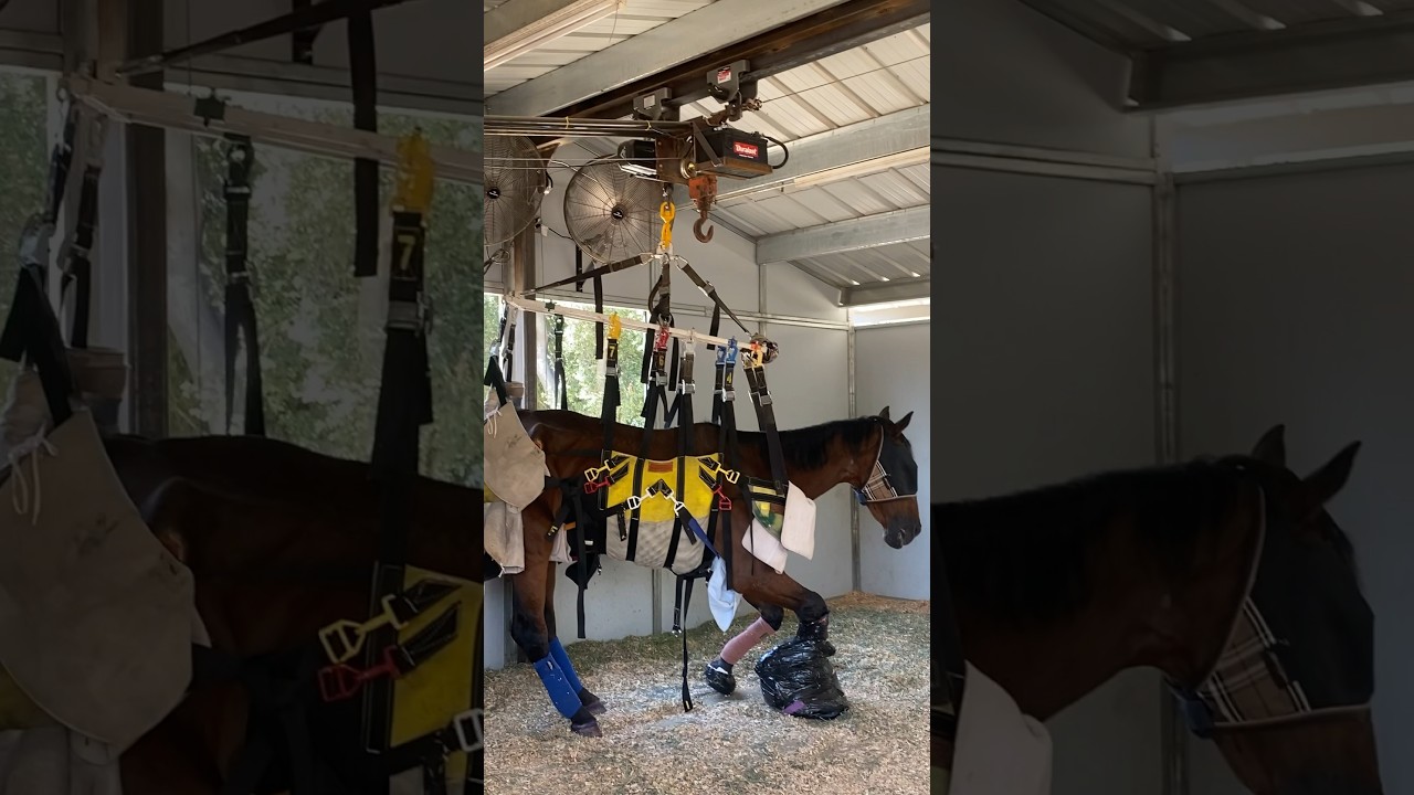 Horse broken leg recovery support