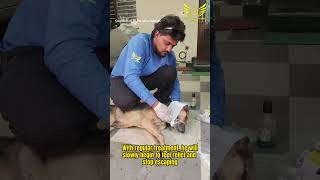 💔 Maggots Ate His Ear, Left a Deep Hole #animalrescue #rescue #dogrescue #cow #wildliferescue
